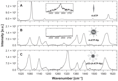 Figure 2 Surface-enhanced Raman scattering spectra of water solutions of (A) 4-ATP, (B) 4-ATP self-assembled on 50 nm gold nanoparticles, and (C) p53 conjugated via diazotization to 4-ATP functionalized gold nanoparticles. The spectral range corresponding to the S-H stretching mode is shown in the insets. The measurements were performed by a 633 nm laser line, objective 100× and 50× (no smoothed spectra).