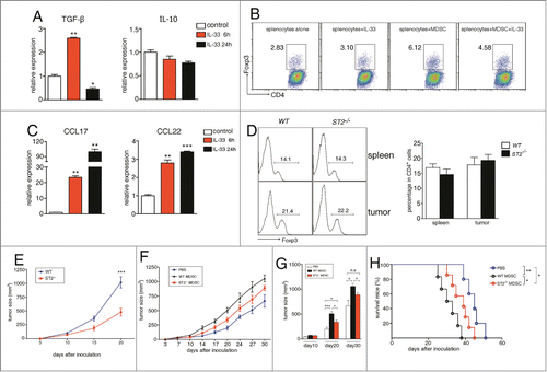 Figure 6. IL-33 does not influence the ability of MDSCs to induce and recruit regulatory T cells in vivo. MDSCs were treated with IL-33 (50 ng/mL) for 6 and 24 h. The mRNA levels of TGF-β, IL-10 (A) and CCL17, CCL22 (C) were determined by qPCR. (B) 4 × 105 ST2−/− splenocytes were cultured alone or co-cultured with 1 × 105 MDSCs and activated by plate-bound anti-CD3/CD28 antibodies, in the absence or presence of IL-33 (50 ng/mL) for 72 h. The percentages of Foxp3+ Tregs within CD4+ T cells were evaluated by flow cytometry. (D) The percentages of Foxp3+ Tregs (CD4+-gated) in spleen and tumor tissues from 4T1-bearing WT and ST2−/− mice were evaluated by flow cytometry. (E)–(H) ST2−/− MDSCs have attenuated ability to promote tumor growth. WT and ST2−/− mice (n = 6) were injected subcutaneously with 3 × 105 4T1 cells, tumor growth was monitored every 5 d (E). (F)–(H) MDSCs were sorted from spleens of WT or ST2−/− 4T1-bearing mice. 5 × 106 sorted MDSCs were adoptively transferred through tail vain into ST2−/− mice (n = 5) 3, 6, 9 d after 4T1 tumor cell inoculation, ST2−/− mice received PBS served as control, tumor growth was monitored (F) and compared on day 10, 20, 30 after tumor inoculation (G), mice in each group were monitored for survival (H). Data are mean ± SEM and are representative of at least three independent experiments. *, p < 0.05; **, p < 0.01; ***, p < 0.001; n.s = not significant.