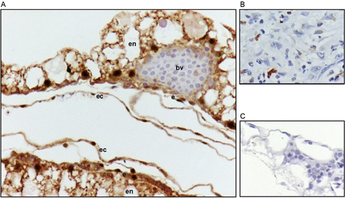 Figure 3. Location of IHC staining with anti-HIF-2α antibody in the YSM. (A) YSM IHC with anti-HIF-2α antibody. (B) Positive control. (C) Negative control. Staining can be observed in endoderm (en), endothelium (e) and ectoderm (ec). Blood vessel (bv). Haematoxylin was used as counterstain. The results shown in the picture were the same in both groups (355 and 1378 masl) and on both days.