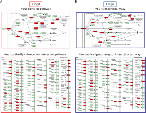 Figure 5 Schematic representation of the DEGs of neuroactive ligand-receptor interaction and Vegf signaling pathway in zebrafish after 72 h of AgNP exposure at various concentrations. (A) DEGs diagram of neuroactive ligand-receptor interactions and Vegf signaling pathways after exposure to 2 mg/L AgNP. (B) DEGs diagram of neuroactive ligand-receptor interactions and Vegf signaling pathways after exposure to 4 mg/L AgNP. The red shading represents the DEGs in these two signaling pathways.