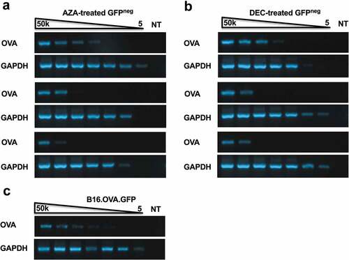 Figure 6. Resistant tumor cells display lower levels of OVA transgene copy number. B16.OVA tumor explants were treated with 5 uM AZA (a) or 1 uM DEC (b) for 72 h and GFPneg populations and were sorted. 1 × 106 GFPneg cells were used for genomic DNA extraction. Limit of detection for OVA or GAPDH in AZA-treated (a) or DEC treated (b) tumor explants lines from ACT treated mice (ACT 1, 2, 3) or untreated B16.OVA cells (c). Lanes 1–7 contain DNA titrations 50,000, 10,000, 2000, 400, 80, 16 and 3.2 cells/reaction. Lane 8 contains the no-template control.