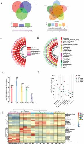 Figure 7. Effects of Morchella importuna-derived soluble dietary fiber (MI-SDF) in vitro fermentation on gut microbiota structure at OTU level (a&b) phylum level (c), and genus level (d); the Firmicutes to Bacteroidetes ratio at phylum level (e); the abundances of eight dominant genera except Bacteroides with varied prevalence among fermented samples (f); Heatmap analysis of the relative abundance at the genus level (g). Data are expressed as the mean ± standard deviation (n = 3). The full names and abbreviations of nouns are shown in Figure 6.Figura 7. Efectos de la fermentación in vitro de la fibra dietética soluble derivada de Morchella importuna (MI-SDF) en la estructura de la microbiota intestinal a nivel de OTU (a y b); a nivel de filo (c); y a nivel de género (d); la ratio entre Firmicutes y Bacteroidetes a nivel de filo (e); las abundancias de ocho géneros dominantes, excepto Bacteroides, con una prevalencia variada entre las muestras fermentadas (f); análisis de mapa de calor de la abundancia relativa a nivel de género (g). Los datos se presentan como la media ± desviación estándar (n = 3). Los sustantivos completos y las abreviaturas de los géneros aparecen en la Figura 6.