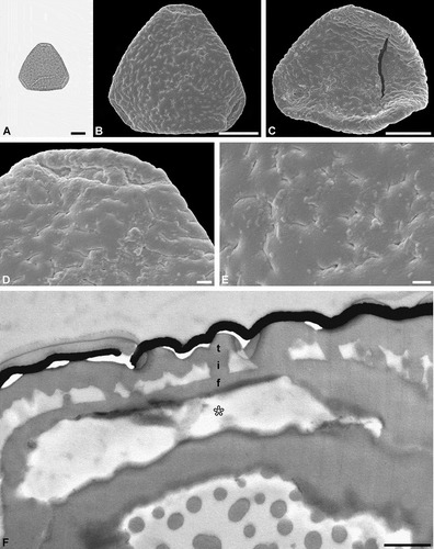 Figure 3. Light microscopy (LM), scanning electron microscopy (SEM) and transmission electron microscopy (TEM) micrographs of a single fossil Sclerosperma pollen grain from the early Miocene of Ethiopia, Africa. A. Pollen grain in polar view (LM), distal side. B. Pollen grain in polar view (SEM), distal side. C. Pollen grain in polar view (SEM), proximal side. D. Close-up of apex (SEM), showing aperture on distal side. E. Close-up of central polar area (SEM), distal side. F. Cross-section of pollen wall (TEM), unstained section (compare to Figure 4E, F), gap between pollen wall and gold layer (black) is formed when the formvar film is too thin. Pollen wall in aperture region (asterisk), tectum: eutectate (t), infratectum: columellate (i), foot layer: continuous-compact (f). Scale bars – 10 µm (A–C), 1 µm (D, E), 1 µm (F).