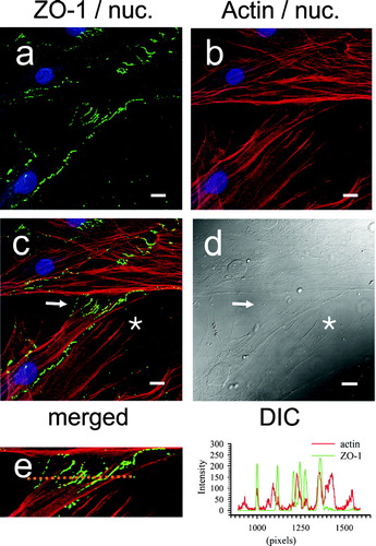 Figure 9 ZO-1 topography in dermal fibroblasts in relation to the actin cytoskeleton. Staining for ZO-1 was achieved using monoclonal anti-ZO-1 antibody and nuclei were detected using TOTO-3, as for Figure 8. Actin filaments were visualized using phalloidin-568. Nuclei are blue in all panels. A, ZO-1 staining (green). B, actin staining (red). C, merged ZO-1 and actin images; (→) ZO-1 staining at cell–cell contacts; (*) ZO-1 absence from the “free” termini of actin filaments in non-contacting membranes. D, corresponding DIC image. E, line scan through zipper junctions and corresponding histogram. Images were analyzed using Zeiss LSM Image Examiner™ software. All panels were collected and displayed utilizing identical signal detection/gain settings. Scale bars, 10 μm.
