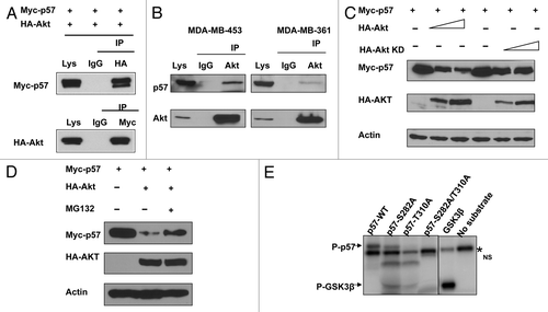 Figure 3. Akt interacts with and phosphorylates p57. (A) Interaction of Akt with p57. Equal amounts of 293T cell lysates transfected with indicated plasmids were immunoprecipitated (IP) with anti-HA and immunoblotted (IB) with anti-myc. Reciporical IP was also performed. (B) Endogenous interaction between Akt and p57. Equal amounts of indicated cell lysates were also immunoprecipitated with anti-Akt and immunoblotted with anti-p57. (C) Akt decreases steady-state expression of p57 in a dose-dependent manner. (D) Akt-mediated degradation of p57 is proteasome-dependent. 293T cells were co-transfected with the indicated plasmids. Cells were treated with MG132 for six hours before harvesting. Equal amounts of cell lysates were immunoblotted with the indicated antibodies. (E) Akt phosporylates p57 in vitro. Baculovirus-produced active recombinant Akt1 was incubated with indicated equal amounts of bacterially produced and purified recombinant p57 and mutant p57 protein for kinase activity. 32P Autoradiography demonstrated the phosphorylated p57.