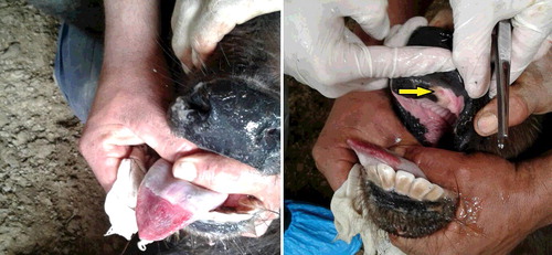 Figure 1. Characteristic clinical signs of vesicular disease in affected water buffalo (Bubalus bubalis) in this study. Left: widespread peeling of the tongue epithelium. Right: the arrow indicates mouth ulcers.