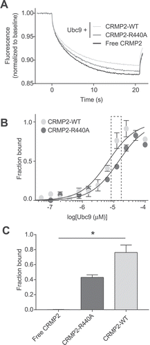 Figure 4. Mutation of CRMP2 at arginine 440 reduces CRMP2-Ubc9 interaction. A. Thermographs of Ubc9-GST (12.5 µM) with 200 nM of either NT-647-CRMP2-WT or NT-647-CRMP2-R440A. As a negative control, we used NT-647-CRMP2-WT with buffer. B. Binding curves were constructed between NT-647-CRMP2-WT or NT-647-CRMP2-R440A and increasing concentrations of Ubc9. At concentrations of Ubc9 between 6.25 to 25 µM, there was a significant decrease in binding (plotted as fraction of maximum) between Ubc9 and CRMP2-R440A when compared to CRMP2 WT. C. Quantification of CRMP2-WT or CRMP2-R440A in complex with 12.5 µM of Ubc9 (data from inset in panel B). Free CRMP2 in buffer is also plotted as background. Data is presented as means ± SEM (n = 3). (*, p < 0.05, one-way ANOVA with Kruskal-Wallis test).