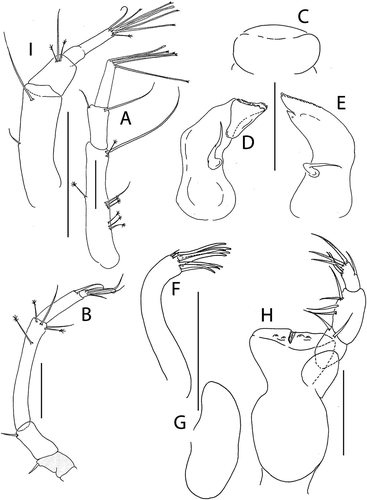 Figure 44. Pseudotanais enduranceae sp. nov., (a), antennule of female; (b), antenna; (c), labrum; (d), left mandible; (e), right mandible; (f), maxillule, (g), maxilla; (h), maxilliped; (i), antennule of juvenile male A. Scale lines = 0.1 mm