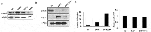Figure 4. Med1 protein and mRNA expression through BAP1 overexpression in lung cancer cells.