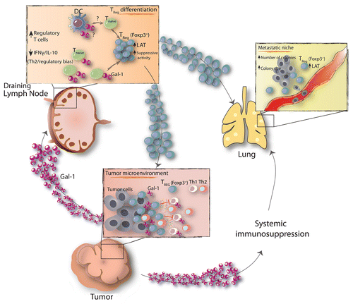 Figure 1. Galectin-1 contributes to the tumorigenic and metastatic potential of 4T1 breast tumors by promoting local and systemic immunosuppression. Tumor-derived galectin-1 (Gal-1) promotes the differentiation of highly suppressive FOXP3+LAT+ regulatory T cells (Tregs), which migrate from tumor-draining lymph nodes to the lung and facilitate the establishment of metastatic foci. The expression of Gal-1 by breast cancer cells favors metastatic seeding by profoundly influencing the frequency and immunosuppressive capacity of Tregs.