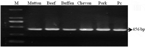 Figure 1. Amplification of 456bp DNA fragments from mitochondrial 12S rRNA gene of sheep, cattle, buffalo, goat and pig meat samples. Lane M: 100 bp DNA marker, Lane Pc: positive control (known beef sample). Individual meat sample is marked in the figure