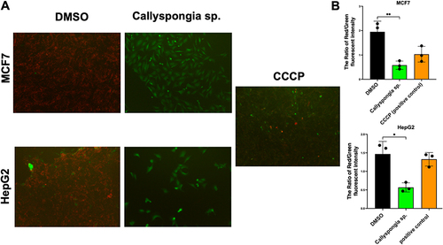 Figure 5 The effect of C. siphonella on mitochondrial membrane potential. (A) MCF-7 and HepG-2 cells were stained with JC-1 dye after being treated with DMSO and C. siphonella extract at IC50 concentrations. (B) graphical data shows the ratio of red to green fluorescent intensity in both cells. Data are displayed as mean ± SD. *Significant difference at p < 0.05. **Significant difference at p < 0.01.