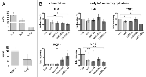 Figure 5. Early cytokine response of MØCC differentiated on aECM. Monocytes were induced to differentiate into MØCC on bsa, coll or different aECMs. On day one of differentiation, early cytokine response was determined after LPS stimulation for 5 h (TNFα) or 24 h (all other cytokines). (A) Inflammatory cytokines/chemokines IL-8, MCP-1, IL-1β, IL-6 and TNFα are secreted at high levels. (B) Changes in the levels of released cytokines are presented as fold recovery relative to bsa. MØCC cultured on coll/hsHA show reduced secretion of the early inflammatory cytokines IL-1β and TNFα and the chemoattractant IL-8 while release of chemoattractive MCP-1 is increased in these MØCC and in MØCC cultured coll/lsHA. Secretion of IL-6 in MØCC on all aECMs is similar to bsa and coll. All data are presented as mean ± SD of three to five independent experiments. *p < 0.05 and **p < 0.01.