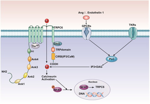 Figure 1. TKRs and GPCRs both induce PLC activation. PLC generates DAG and IP3, which in turn stimulates the TRPC6 activation, Ca2+ influx, calcineurin activation, dephosphorylation of NFAT, and translocation of NFAT to the nucleus. NFAT stimulates transcription of multiple genes including TRPC6, resulting in a positive feedback loop. TKRs: tyrosine kinase receptors; GPCRs: G protein coupled receptors; PLC: phospholipase C; DAG: diacylglycerol; IP3: inositol 1,4,5 trisphosphate; NFAT: nuclear factor of activated T cells.