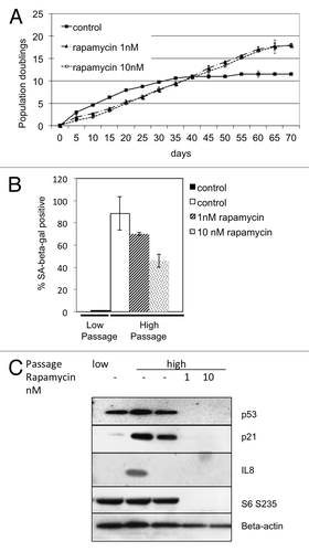 Figure 2. Attenuation of TORC1 signaling in early-passage fibroblasts delays replicative senescence. (A) Cells treated over 70 d with either 1nM or 10 nM rapamycin, and duplication rate measured every 5 d in triplicate. Cumulative duplications displayed on the Y-axis. Rate of duplications is displayed as the slope of the curve. (B) SA-β-gal staining of cells passaged in the presence of rapamycin (1 nM or 10 nM) for 70 d (high passage) or control, unpassaged (low passage). (C) Western blot of high passage and low passage cells cultured in the presence of rapamycin (1 nM or 10 nM).