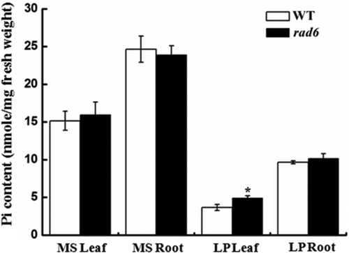 Figure 4 Determination of Pi contents of wild type (WT) and rad6. Pi contents in shoots and roots of wild-type and rad6 plants grown on MS or LP medium for 21 d. Bars represent the mean ± standard deviation of three biological replicates. Asterisks represent statistically significant differences compared with WT (Student’s t test, P < 0.05). MS, Murashige and Skoog media. LP, low P. Pi, phosphate.