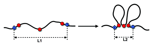 Figure 3. Gene interactions at short scale impact on genomically distant interactions. Gene interactions at short scale (red spots) can largely reduce the spatial distance between distant gene (blue spots) loci and hence increase the contact probability.