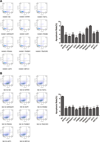 Figure 4 (A) The apoptosis rates of single gene transfection cells activated by MTFR1, TAF1L, NIPSNAP1, ZUP1, PSMB2, PSMA6, TMSB4Y, AKT3 and EEF1A1 genes were significantly lower than those of HANK-1-NC group after 9 Gy irradiation (p<0.01).There was no significant difference in the apoptosis rate of cells activated by TRAF3IP2 gene (p>0.05). (B) Compared with NK-92-NC group, the apoptosis rates of cells activated by MTFR1, TAF1L, NIPSNAP1, ZUP1, PSMB2, PSMA6, TMSB4Y, TRAF3IP2, AKT3 and EEF1A1 genes were significantly decreased (p<0.01).