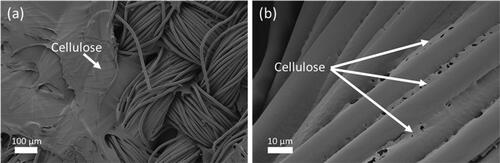 Figure 6. SEM images of recovered polyester fabric at low (a) and high (b) magnification displaying the residual cellulose film remaining on the polyester fibres before the DMSO rinse step was introduced. The regenerated cellulose film is labelled as ‘Cellulose’.