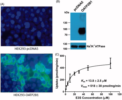 Figure 1. Characterization of OATP2B1-expressing HEK293 cells with immunofluorescence, surface biotinylation and Western blot analysis, and kinetic study. (A) Immunofluorescence of pcDNA5/FRT empty vector (upper panel) and pcDNA5/FTR-OATP2B1 (lower panel) transfected HEK293 cells. Cells were grown and transfected on culture slide and stained with an anti-His antibody. (B) Western blot analysis of surface biotinylated proteins detected with an anti-His antibody. The plasma membrane marker Na+/K+-ATPase α subunit was used as a positive control. (C) Kinetic study of OATP2B1-mediated E3S uptake. Uptake of increasing concentrations of E3S was measured at 37 °C for 2 min with empty vector- and OATP2B1-transfected HEK293 cells. After subtracting the values obtained with empty vector-transfected cells, net OATP2B1-mediated uptake was fitted to the Michaelis–Menten equation to obtain Km and Vmax values. Means ± SD of triplicate determinations were given.
