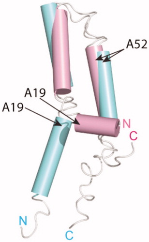 Figure 10. Comparison of truncated and full-length MerF solid-state NMR structures. The structure of the truncated 60-residue protein (magenta) is superimposed on the structure of the full-length 81-residue protein (aqua). A position of negligible conformational change (Ala52) and the position of large conformational change (Ala19) are indicated. This picture was reproduced with permission from Lu et al. (Citation2013), which was originally published in J Am Chem Soc [Lu GJ, Tian Y, Vora N, Marassi FM, Opella SJ Citation2013. The structure of the mercury transporter MerF in phospholipid bilayers: A large conformational rearrangement results from N-terminal truncation. J Am Chem Soc 135:9299–9302], copyright by American Chemical Society 2013. This Figure is reproduced in colour in Molecular Membrane Biology online.