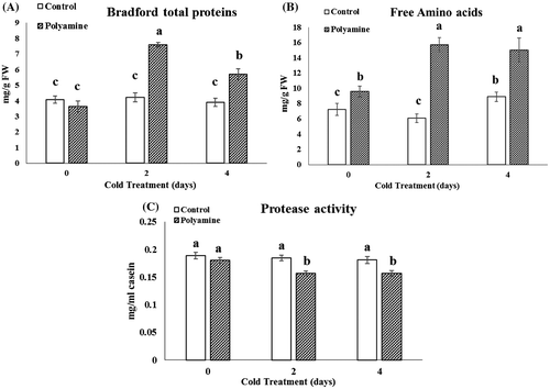 Figure 4. Changes in Bradford total protein (A), free amino acids (B), and protease activity (C) under cold (48 and 96 h) and cold-polyamine treatments.