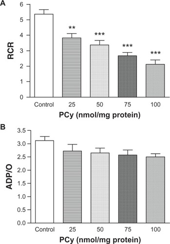 Figure 3 Effect of p-cymene (PCy) on respiratory control ratio (RCR) (A) and ADP/O ratio (B).
