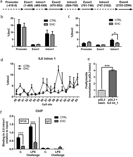 Figure 2. IL6 Intron 1, an Enhancer Suppressed by Methylation, Presents Reduced Demethylation and NFκB Binding in EHC Chicks (a) Schematic representation of IL6 gene. (b) Percentage of methylation (%5mC) in the IL6 promoter, 1st exon (exon 1) and 1st intron (intron 1), n = 5. (c) Percentage of hydroxymethylation (%5hmC) in IL6 promoter exon 1 and intron 1, n = 5. IL6 intron 1 (*P = 0.02). (d) CpG-specific hydroxymethylation of IL6 intron 1. (e) Luciferase assay of IL6 intron 1 inserted into HEK293-HTLR4-MD-CD14 cells (pGL3 + IL6_int1) and normalized to the basic plasmid (pGL3-basic), not containing the insert (n = 8, ***P < 0.0001). (f) ChIP against NFκB on day 10 posthatch before (t0; n = 6) and 6 hours into LPS challenge (n = 6). t0 (***P < 0.0001), LPS challenge (***P < 0.0001). IgG ChIP (n = 3), t0 (P = 0.8), LPS challenge (P = 0.22). Data are presented as mean ± SEM. Significant effect between groups is indicated by *0.01 < P < 0.05, **0.001 < P < 0.01, ***P < 0.001 using ANOVA test with LSD for multiple comparisons. CTRL, control