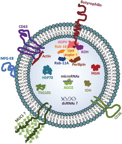 Figure 9. Schematic illustration of the new EV subset carrying the bulk of microRNAs in commercial dairy cow’s milk. We propose a model that illustrates the microRNA-enriched EVs present in commercial dairy cow’s milk based on the results presented in this paper.