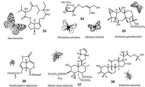 Fig. 3. Defensive substances sequestered from plants.Note: I. leuconoe: ideamine B (33); P. apollo and A. glossulariata: sarmentosin (34); A. gaschkevitchii arichannatoxin I (35); A. nipponicus: paederoside (36); A. rosae ruficornis: clerodendrin D (37); D. speciosa and C. arcuata: 23,24-dihydrocucurbitacin D (38).