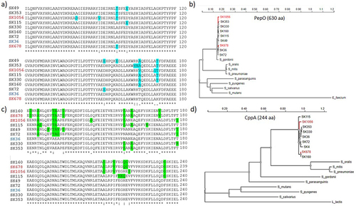 Figure 7. Polymorphism and phylogenetic analysis of PepO and CppA. CppA and PepO protein sequences obtained from the genomes of SK36 (reference) and of eight S. sanguinis strains (partial genomes) available that the GenBank were compared by multiple sequence alignment using ClustalW (http://www.Ebi.ac.uk/Tools/msa/clustalw2/). Phylogenetic analyses of PepO and CppA homologues were performed using the PhyML platform (https://ngphylogeny.Fr/). a) Multiple alignment of a polymorphic region (position 61…180) of PepO including conservative and non-conservative amino acid substitutions (marked in blue). b) Phylogram of streptococcal PepO. A PepO homologue of Enterococcus faecium was used as outgroup. c) the polymorphic region (position 121…240) of CppA including non-conservative amino acid substitutions (marked in green). c) Phylogram of streptococcal CppA. A CppA homologue of Lactococcus lactis was used as outgroup. S. sanguinis strains isolated from blood samples are marked in red. Protein accession numbers of PepO homologues: S. gordonii (MBN2959327.1); S. parasanguinis (MBS5358381.1); S. pneumoniae (WP_061759435.1); S. mitis (WP_125455933.1); S. oralis (WP_125440898.1); S. salivarius (WP_195968955.1); S. mutans (WP_002262350); S. pyogenes (WP_009880612.1); Enterococcus faecium (EGP5219851.1). Protein accession numbers of CppA homologues: S. gordonii (KXT70936); S. parasanguinis (WP_272157479.1); S. mitis (WP_049502209.1); S. pneumoniae (WP_054394392.1); S. oralis (KXT93124.1); S. mutans UA159 (WP_002262622); S. salivarius (WP_195413538.1); S. pyogenes (WP_032462135.1); Lactococcus lactis (WP_259742941.1).