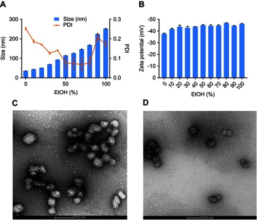 Figure 1 (A) Size and polydispersity index of nanoparticles synthesized at different EtOH (%). (B) Zeta potential of nanoparticles synthesized at different EtOH (%). (n=3). TEM images of (C) albumin nanoparticles and (D) FITC labeled nanoparticles.Abbreviations: TEM, transmission electron microscope; FITC, fluorescent fluorescein isothiocyanate; EtOH, ethanol; PDI, polydispersity index.