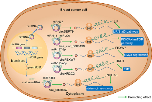 Figure 2. CircRnas as miRNA sponges in breast cancer. CircRNAs (circSEPT9, hsa_circ_0000199, circFBXW7, circNR3C2, circ_0001667) function as miRNA sponges in breast cancer. LIF, leukaemia inhibitory factor; Stat3, signal transducer and activator of transcription 3; PI3K, phosphoinositide 3-kinase; AKT, protein kinase B; mTOR, mammalian target of rapamycin; FBXW7, F-Box and WD repeat domain containing 7; HRD1, HMG-CoA reductase degradation 1; EMT, epidermal mesenchymal transition; NCOA3, nuclear receptor coactivator 3.