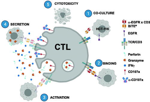 Figure 1. Illustration of BiTE®-mediated CTL assay. (1) EGFR expressing HCT-116 target cells and donor PBMC are co-cultured with α-EGFR × CD3 BiTE®. (2,3) Upon binding of BiTE® to both target cell and CD8+ T-lymphocyte, immunological synapse forms, and activation ensues. (4,5) Exocytic granules (marked by CD107a) containing perforin and granzymes along with IFNγ are then secreted, resulting in redirected lysis of target cell (5) (Created with BioRender.com).