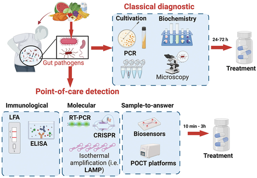 Figure 1. Point-of-care detection methods. Traditional methods for detection of gut pathogens include bacterial cultivation, PCR, biochemistry tests and microscopy analysis and generally take from 24 to 72 hours from sample collection to diagnostic. Point-of-care detection uses immunological tests, molecular biology methods as well as biosensors (colorimetric, electrochemical, fluorometric) leading to a fast diagnostic (generally ranging from 10 minutes to 3 hours). Created using Biorender.com.