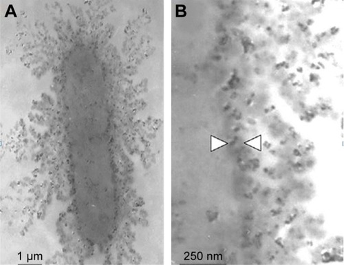 Figure 2 Transmission electron microscope image of Escherichia coli cells treated with silver nanoparticles in liquid Luria-Bertani medium: (A) membrane of E. coli; (B) nanoparticles accumulated in the membrane and penetrated the cell (arrows).Note: Reprinted from Adv Drug Deliv Rev. 65(13–14). Pelgrift RY, Friedman AJ, Nanotechnology as a therapeutic tool to combat microbial resistance1803–1815, Copyright (2013), with permission from Elsevier.Citation31