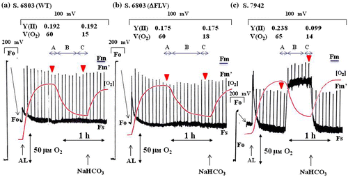 Fig. 1. Effects of CO2 on photosynthetic activity and Chl fluorescence in air-grown cyanobacteria.Notes: (a) Synechocystis sp. PCC 6803 (S. 6803(WT)); (b) S. 6803(ΔFLV); (c) Synechococcus sp. PCC 7942 (S. 7942). Reaction mixtures containing the cyanobacteria (10 μg Chl mL−1) were illuminated with AL (160 μmol photons m−2 s−1) at the indicated time. The red line shows the concentration of O2 [O2], and the black line shows the yield of Chl fluorescence. At the indicated time, 10 mM NaHCO3 was added to the reaction mixture. Phases A and C show the steady state, in which [O2] was constant at maximum and minimum, respectively. Phase B was the phase transition from phase A to C. To expand the Chl fluorescence signal after illumination with AL, sensitivity was increased from 200 to 100 mV. The minimum Chl fluorescence yield (Fo) was shown in the sensitivity at 200 mV from zero to the Fo signal, and then in 100 mV sensitivity. All experiments were conducted six times, and typical data are shown. Y(II), quantum yield of PSII at phases A and C; V(O2), O2-evolution rate (μmol O2 mg Chl−1 h−1) at phases A and C. Red arrowheads, when both Y(II) and V(O2) were determined. The maximum Chl fluorescence yield (Fm) was determined by the addition of DCMU, and it is shown by a bar.