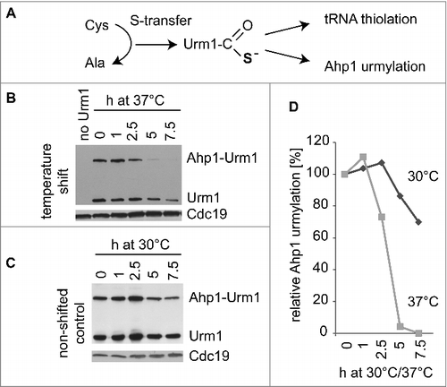 Figure 3. Effect of temperature shift on Ahp1 urmylation and Urm1 levels. (A) Sulfur transfer from cysteine to Urm1 results in formation of Urm1 thiocarboxylate, which is required for covalent attachment of Urm1 to Ahp1 (urmylation) and tRNA thiolation. (B) Temperature shift assay. urm1 mutants expressing TAP-tagged Urm1Citation25 were cultivated at 30°C in YNB media to OD600nm = 1 after which one half of the culture was shifted to 37°C. At indicated time points, total protein extracts were prepared and subjected to anti-TAP Western analysis to detect free Urm1 as well as the slower migrating Ahp1-Urm1 conjugate. Previous studies with ahp1mutants confirmed the the slower migrating band to result from Ahp1 urmylation by the tagged Urm1 variant.Citation25,26 To verify equal loading, anti-Cdc19 antibodies were utilized. (C) As in (B) but with the culture part that remained at 30°C. (D) Signal intensities of slower migrating band in (B) and (C) were quantified and relative levels of Ahp1 urmylation at 30°C or 37°C were calculated by dividing signal intensity at time points 2.5h, 5h or 7.5h by the one of timepoint 0.