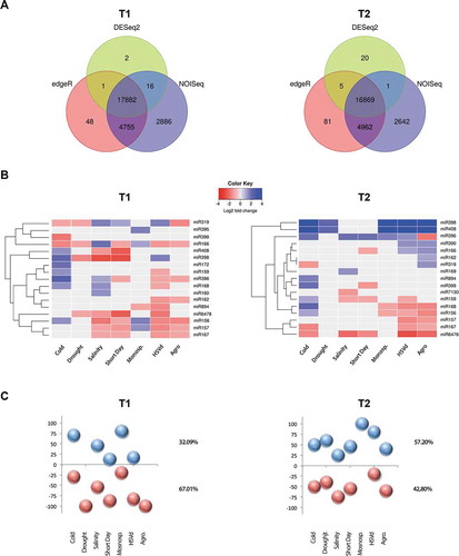 Figure 1. Analysis of stress-responsive miRNAs. (a) Venn diagram comparing the number of the differential sRNAs -estimated by DESeq2 (green), edgeR (red) and NOISeq (blue)- expressed in melon in response to cold, drought, salinity, short day, Monosporascus (Mon), HSVd and Agrobacterium (Agro) treatments at both analysed times. Only the sRNAs predicted as differential by all three analysis methods were considered as true stress-responsive miRNAs. (b) Heat map of 17 miRNAs families differentially expressed in melon plants in response to stress at T1 and T2. The differential expression values represented correspond to the median of the Log2FC values obtained by DESeq2 analysis in each miRNA family, except for miR396 in HSVd (T2) and miR166 in cold and short day (T1) were we considered the expression value of the most highly represented miRNA-related sequences. (c) Graphic representation of the relative accumulation (in percentage) of melon miRNAs up- (blue balls) and down- regulated (red balls) in plants exposed to different treatments.