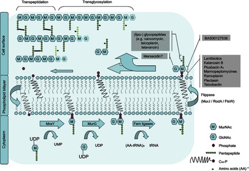 Figure 1 Membrane bound processes in the bacterial cell wall biosynthesis cycle. Lipid II binding antibiotics are shown corresponding to the step in the cycle that they inhibit.Note: *varying per species.Citation2Abbreviations: G, N-acetyl glucosamine; M, N-acetyl muramic acid; MraY, phospho-MurNAc-pentapeptide translocase; MurG, Undecaprenyldiphospho-muramoylpentapeptide beta-N-acetylglucosaminyltransferase; UMP, uridine monophosphate; UDP, uridine diphosphate.