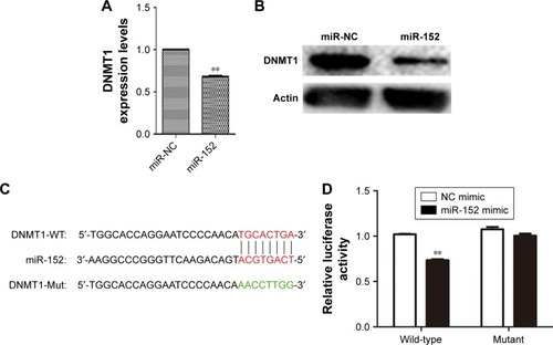 Figure 3 DNMT1 is the direct target of miR-152. (A) Expression of DNMT1 in the CNE-2 cells transfected with negative control (miR-NC) or miR-152 mimic was detected using relative real-time PCR (B) Western blot. (C) Predicted human DNMT1 3′-UTR binding site for miR-152. (D) MiR-152 reduced luciferase activity of the wild-type, but had no effects on the mutant 3′-UTR of DNMT1. **P<0.05 compared with control.