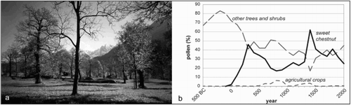 Fig. 3. Sweet chestnut culture: a) orchard in Bregaglia Municipality (Grisons, Switzerland) (Photo: Oliver Bender, 2001); b) simplified pollen diagram for Lake Origlio (Ticino), 420 m a.s.l.