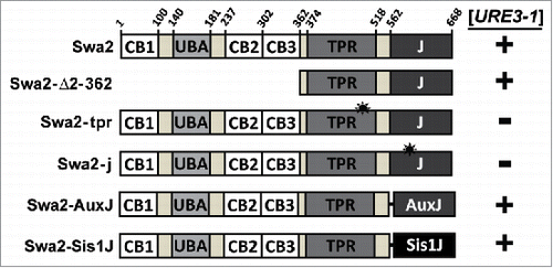 FIGURE1. Primary sequence diagrams of Swa2 constructs and chimeras examined for [URE3] propagation. Swa2 mutants were tested using plasmid-shuffling experiments.Citation1 Domains are denoted using the following notation: CB 1–3, clathrin-binding domains 1–3; UBA, ubiquitin associated domain; TPR, tetratricopeptide repeat domain; J, J domain;Citation37 AuxJ, J-domain of human auxilin; Sis1J, J domain of yeast Sis1. (*) denotes single-point mutations. (+) or (-) denotes maintenance or loss, respectively, of [URE3–1], the specific strong variant of [URE3] used in these studies.