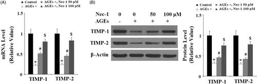 Figure 4. The specific RIP1 inhibitor Nec-1 ameliorated AGE-induced reduction of TIMP-1 and TIMP-2. Human chondrosarcoma SW1353 cells were treated with 100 μg/mL AGEs in the presence or absence of Nec-1 (50 and 100 μM) for 24 h. (A) Real-time PCR analysis of TIMP-1 and TIMP-2. (B) Western blot analysis of TIMP-1 and TIMP-2 (*, #, $, p < .01 vs. previous column group).