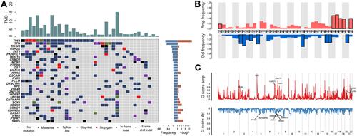 Figure 1 Genomic alterations in pulmonary sarcomatoid carcinoma. (A) Spectrum of the key molecular alterations in PSC. Tumor mutation burden are listed at the bottom according to the samples. Frequency of each mutation has been calculated. (B) Amplification and deletion frequency of copy number variation (CNV) on chromosome levels. (C) Zoom in the significant amplification and deletion region.