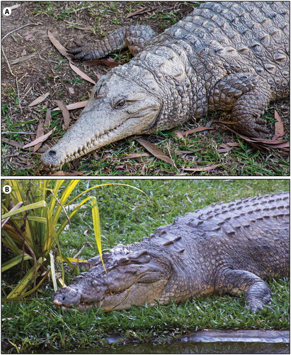 Figure 1. Extant Crocodylus from Australasia. A, Crocodylus johnstoni. B, Crocodylus porosus.