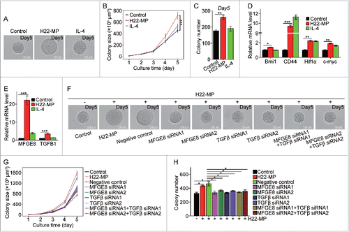 Figure 4. T-MP-educated macrophages promote TRCs growth via producing MFGE8 and TGF-β1. (A–C) H22-MPs-educated macrophages increased colony size and number of H22 TRCs. M0 macrophages were treated with or without H22-MPs for 24 h and the supernatants were used to culture H22 tumor cells in 3D fibrin gels for TRC growth. On day 5, the colony size of H22 TRCs was visualized by microscope (A) and analyzed by Image J software (B). Meanwhile, the colony number of H22 TRCs was analyzed by microscope (C). (D) The expression of Bmi1, CD44, Hif1α and c-myc in H22 TRCs was detected by real-time PCR. (E) The expression of MFGE8 and TGFB1 in H22-MPs-treated or untreated macrophages was analyzed by real-time PCR. (F–H) Downregulating the expression of MFGE8 and TGFB1 in H22-MPs-educated macrophage inhibits H22 TRCs colony size and number. The scale bar represents 100 μm. Data shown are representative of three reproducible experiments expressed as means±s.e.m. *p < 0.05, **p < 0.01, *** p < 0.001.