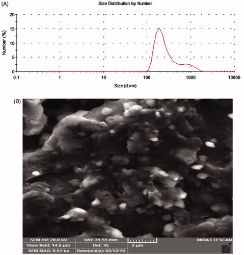 Figure 3. (A) Particle size analysis image and (B) FESEM micrograph of MTX-EDA-PEG-EDA-HA NPs.