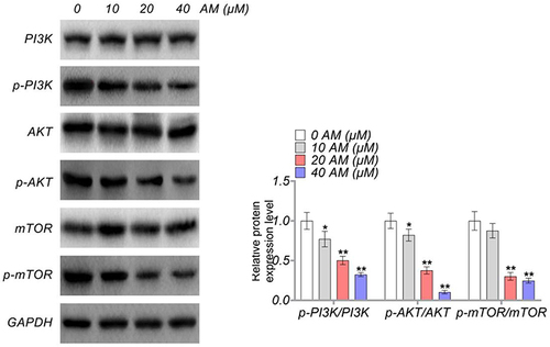 Figure 6 AM inactivated the PI3K/AKT/mTOR pathway in colon cells. *P < 0.05 and **P < 0.01 vs HCT-116 cells treated by 0 μM AM.
