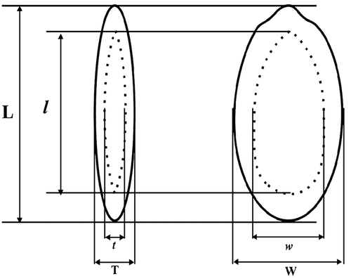 Figure 4 Linear measurement of whole and dehulled sponge gourd seeds, where, L: length; W: width; T: thickness of the whole seed; l: Length, w: width; and t: thickness of the dehulled seed.